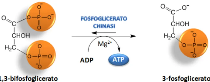 Figura 10. Settimo step: trasferimento del gruppo fosforico dall’1,3-bifosfoglicerato all’ATP