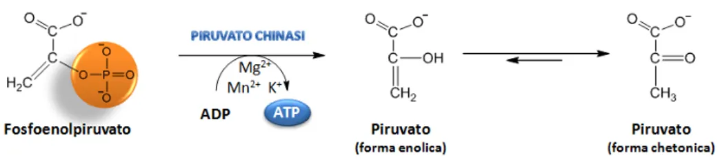 Figura 13. Decimo step: trasferimento del gruppo fosforico dal fosfoenolpiruvato all’ATP