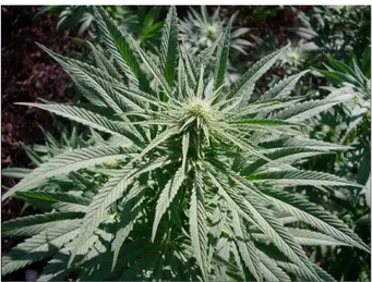 Figure 4. Top of Cannabis plant in vegetative growth stage