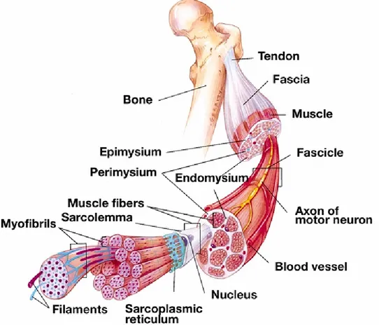 Figure 2.3: Structure of skeletal muscle.