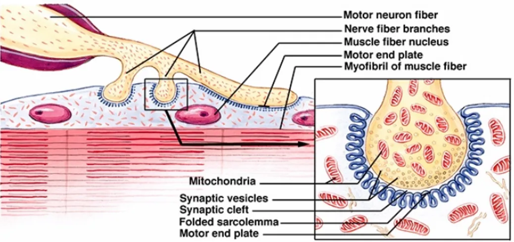 Figure 2.5: The neuromuscular junction.