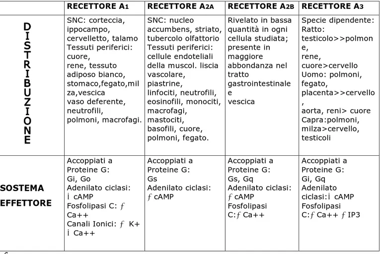 TABELLA  1  –  Classificazione,  distribuzione  e  caratteristiche  principali  dei  recettori adenisinici