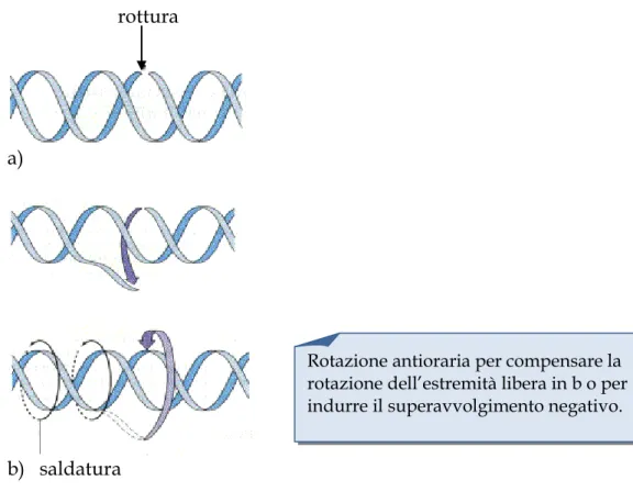 Figura 5. Scissione e ricongiungimento del DNA mediata dalle topoisomerasi 