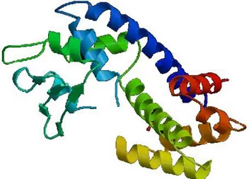 Figura 6. Struttura a nastro della topoisomerasi I (PDB) 