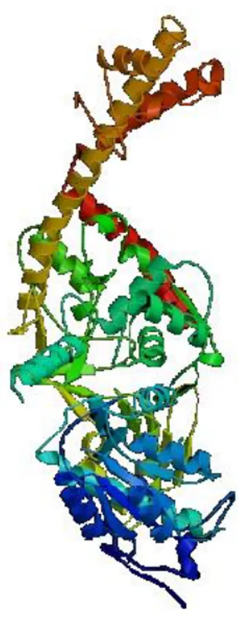 Figura 7. Struttura a nastro della topoisomerasi II (PDB) 