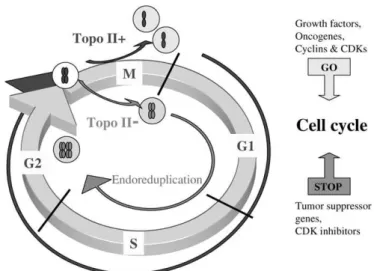 Figura 8. Topoisomerasi II e segregazione dei cromosomi durante la mitosi: 