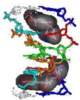 Figura 9. Modello molecolare di un complesso farmaco-DNA 
