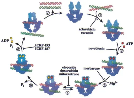 Figura 10. Il ciclo catalitico della DNA topoisomerasi II