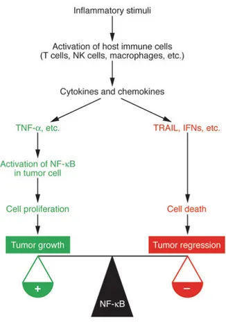 Figura 4:   Crescita e regressione tumorale sotto il controllo di NF-kB  