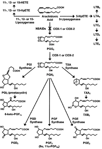 Figura 9:  Cascata dell’acido arachidonico 