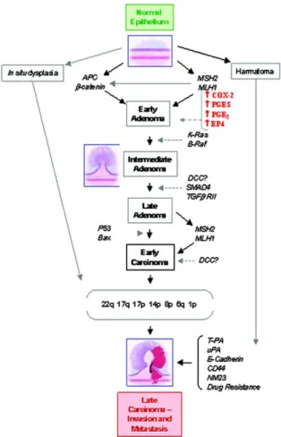 Figura 11:  Evoluzione del tumore 