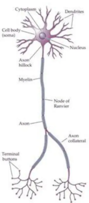 Figura 47. Struttura del neurone. 