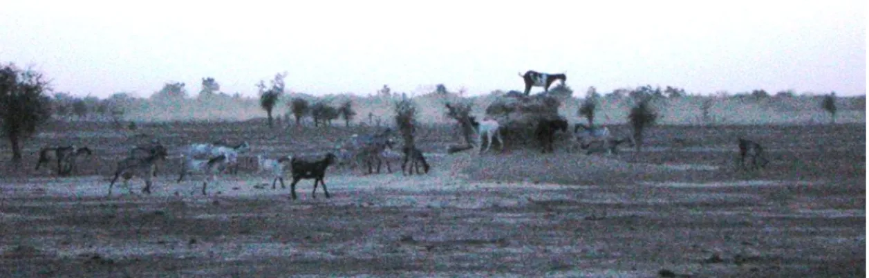 Figura 11. Zona di savana (brousse) fortemente desertificata a causa del sovra pascolamento, 7  km a nord di Saméné 