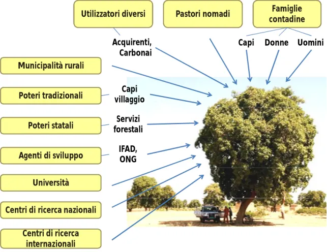 Figura 8 Raffigurazione semplificata della pluralità di attori legati alla gestione degli alberi nel  Sahel