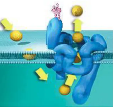 Figura 3.1:  In figura è riportata una rappresentazione schematica di come la P-gp  espelle al di fuori della cellula farmaci e xenobiotici 