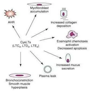 Figura 3. Effetti dei cisteinil-leucotrieni sullo sviluppo della patologia asmatica