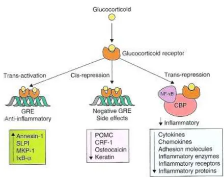 Figura 3.  Principali meccanismi d’azione dei glucocorticoidi