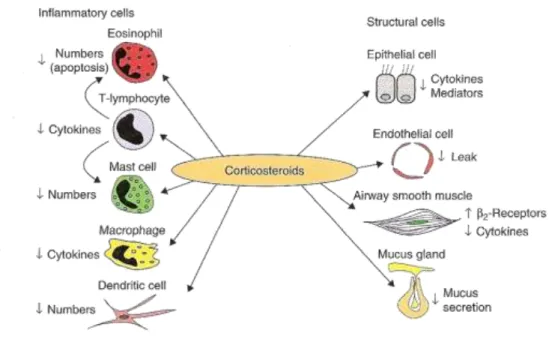 Figura 4. Effetti cellulari dei glucocorticoidi nell'asma e nell'infiammazione