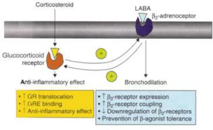 Figura 6. Interazione tra glucocorticoidi e LABA