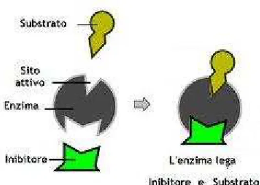 Figura 2.3: Inibizione non competitiva - l’inibitore impedisce che il substrato venga trasformato in prodotto