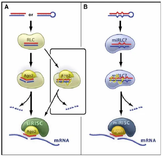 Figure  5. Mechanisms of Guide RNA Loading and Activation within RISC. 