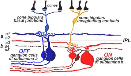 Figure 9. Schematic organization of ON- and OFF- center ganglion cells into  sublamina a and b