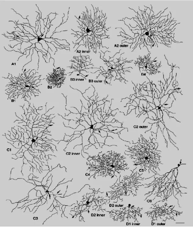 Figure 10. Schematic representation of different types of mouse retinal  ganglion cells