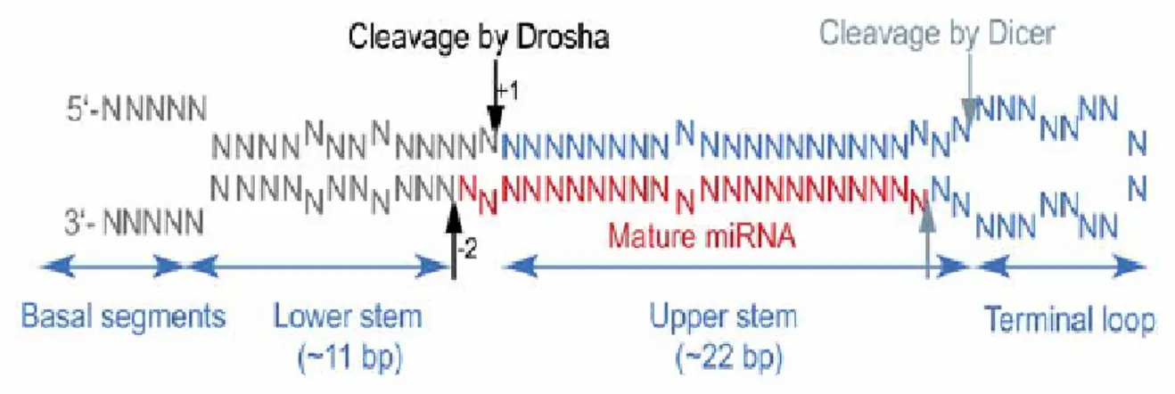 Figure 1. The average face of pri-miRNA.  