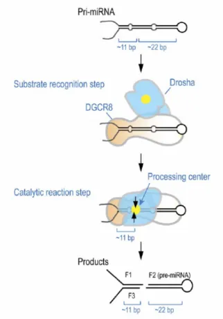 Figure 2. An ‘‘ssRNA- ‘‘ssRNA-dsRNA junction anchoring’’  model for the processing of  pri-miRNA