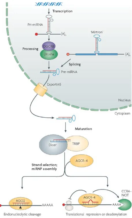 Figure 3. The Biogenesis of miRNAs. 