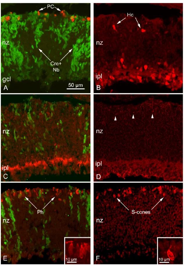 Figure 10. Antibody labeling of Dicer CKO retinal sections at P2.  