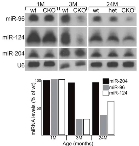 Figure 5. Decrease of retinal-specific microRNAs in Dicer CKO retinas.  