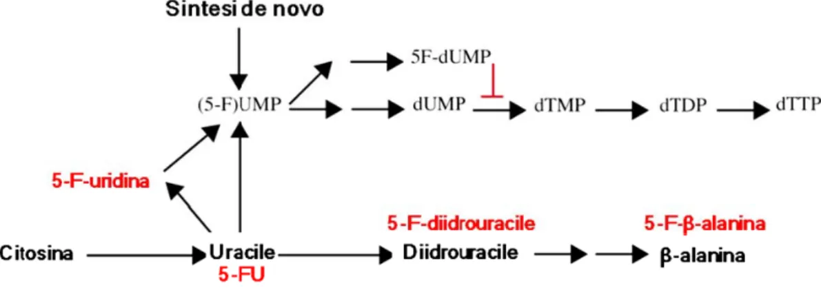 Figura 2. Via metabolica del 5-fluorouracile 