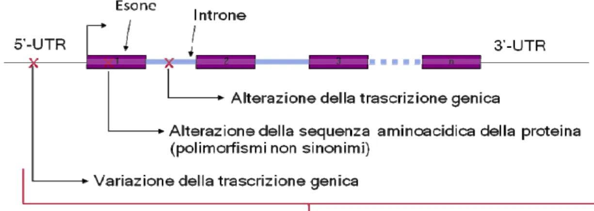 Figura 8. Cause di variabilità genetica 