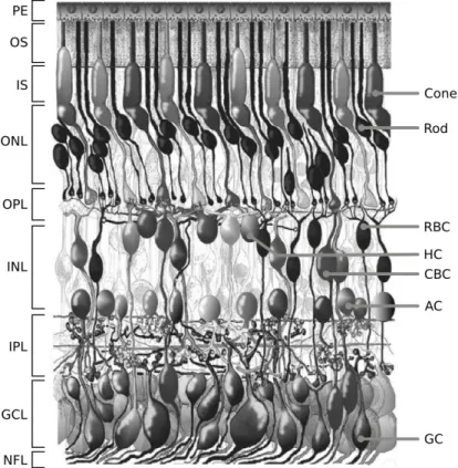 Figure 1.1: Morphological representation of the retina in a vertical section of the adult human eye