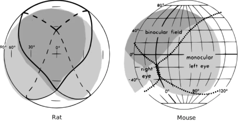 Figure 1.3: Visual field in mice and rats, assuming the animal is sitting in the center of the sphere facing the zero intersection of horizontal and vertical meridians