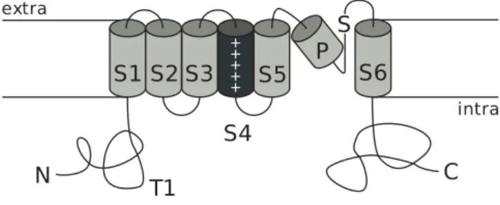 Figure 1.6: General structure of voltage-gated potassium channels. S1-S6: transmembrane segments, P: pore-forming region, S: signature sequence, T1: region involved in subunit assembly