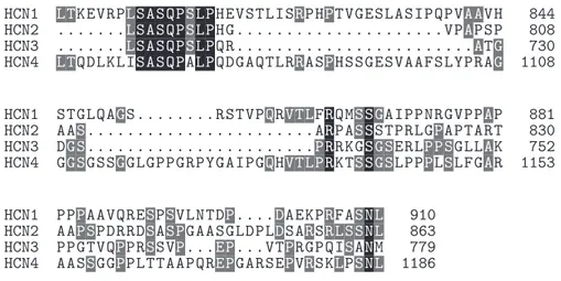 Figure 1.8: Conserved regions in murine HCN channel isoforms. Protein data from UniProtKB/Swiss-Prot, sequence id: O88704 (HCN1), O88703 (HCN2), O88705 (HCN3), O70507 (HCN4)