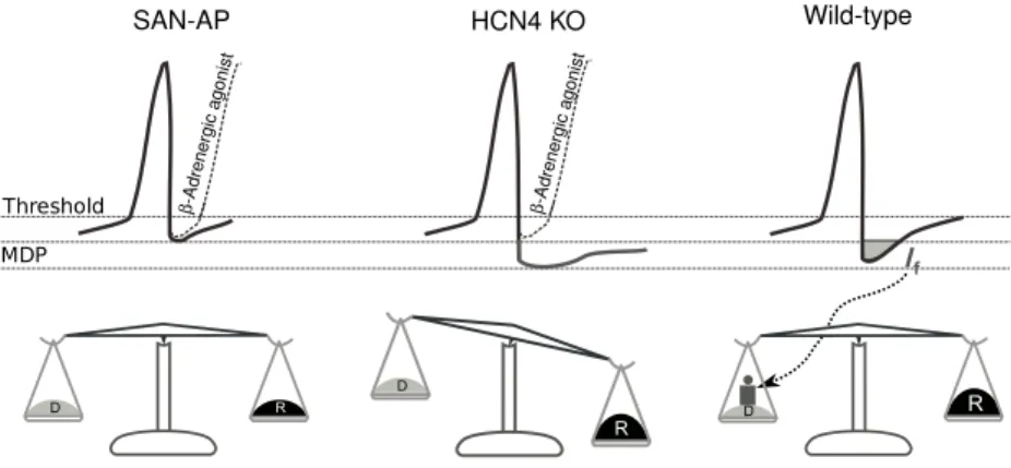 Figure 1.9: Hypothesis of HCN4 reserve-deposit in heart rate modulation. SAN- SAN-AP is the regular SAN action potential in wild type mice, whose length is  short-ened by noradrenergic stimulation