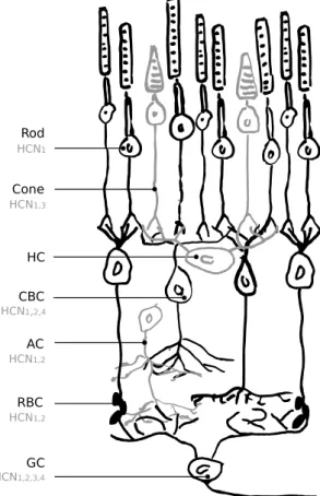 Figure 1.10: HCN distribution in retinal neurons. Rods [20], Cones [74], Cone Bipolar [50], Amacrine [57], Rod Bipolar [9] [56], Ganglion [74][57]