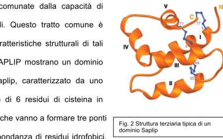 Fig. 2 Struttura terziaria tipica di un  dominio Saplip  