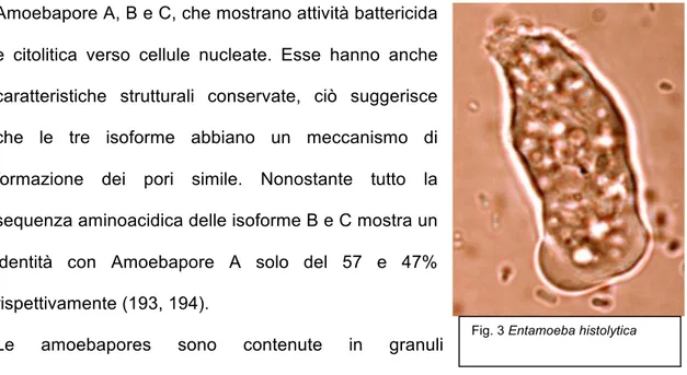 Fig. 3 Entamoeba histolytica 
