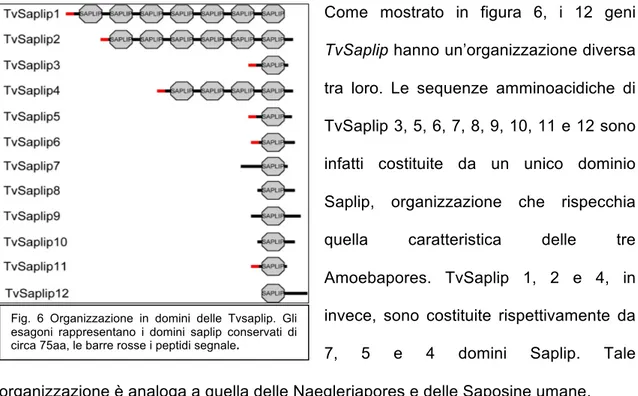 Fig.  6  Organizzazione  in  domini  delle  Tvsaplip.  Gli  esagoni  rappresentano  i  domini  saplip  conservati  di  circa 75aa, le barre rosse i peptidi segnale