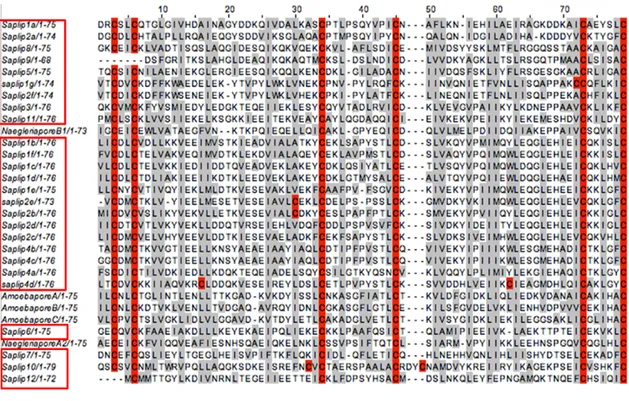 Fig. 7 Allineamento delle sequenze amminoacidiche TvSaplips1-12 con le sequenze di Amoebapores A, B, C  e di Naegleriapores A e B  
