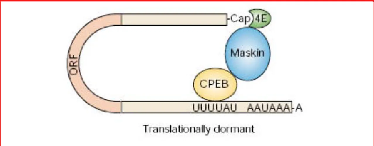 Fig. 1.11: Blocco della traduzione. Gli mRNA contenenti il CPE  sono trascrizionalmente  dormienti e residui nel complesso contenente il CPEB, Maskin e il fattore eIF4E