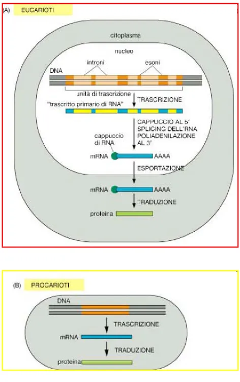 Fig. 1.2: Dal gene alla proteina: principali differenze della regolazione genica tra  eucarioti  e procarioti