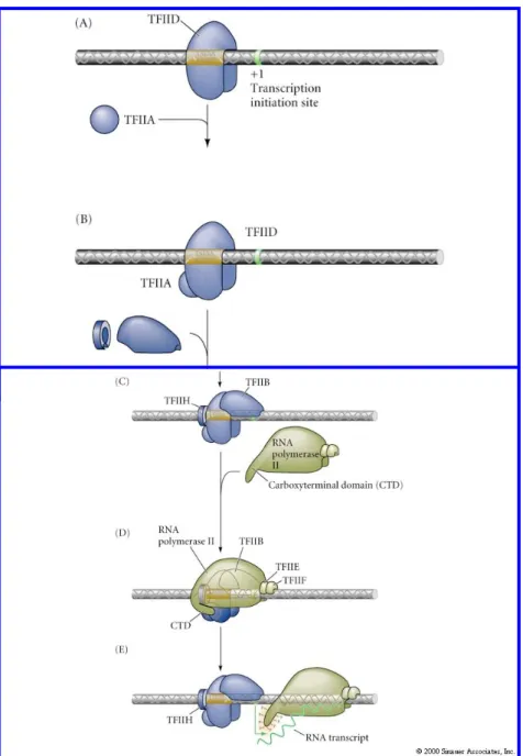 Fig. 1.3:  Assemblaggio del complesso di inizio della trascrizione. Il primo passo è il  riconoscimento della regione TATA e della sequenza Inr da parte di TFIID