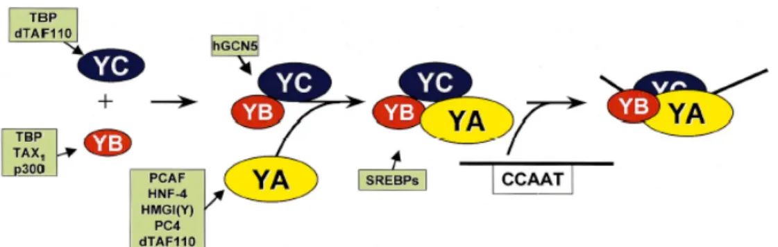 Fig. 2.2. Associazione delle subunità NF-Y, legame al DNA ed interazioni con vari  attivatori trascrizionali (Figura tratta da Mantovani, 1999)