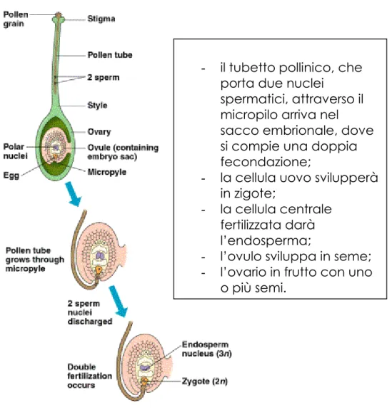 Fig. 3.2 : Doppia fertilizzazione nelle Angiosperme. 