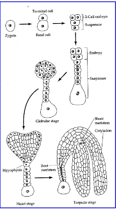 Fig 3.3: Successione delle divisioni e distensioni cellulari che portano alla formazione  dell’embrione partendo dallo zigote, attraversando gli stadi globulare, a cuore, a  torpedine e cotiledonare